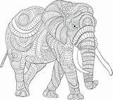 Elephant Coloring Pages For Adults  Best Kids sketch template