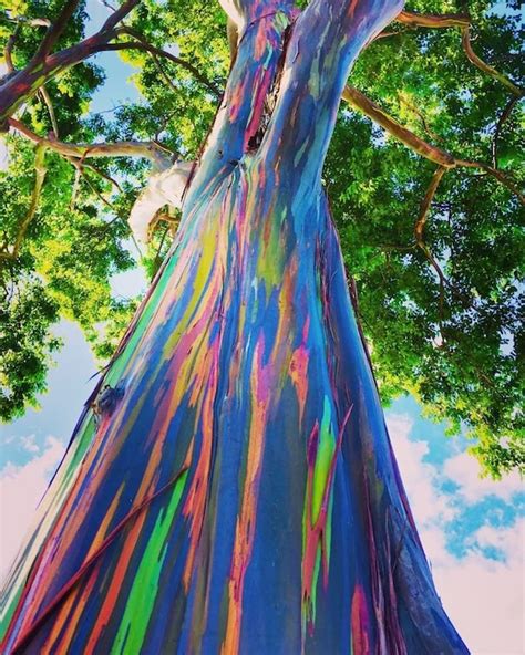 5 Rainbow Eucalyptus Seeds Eucalyptus Deglupta Ideal Bonsai - Etsy