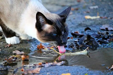 Dehydration can be Deadly for Cats – The Purrington Post