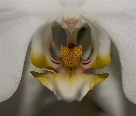 White Phalaenopsis Aphrodite | Shutterbug