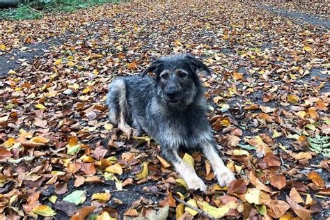 German Schnauzer (Schnauzer & German Shepherd Mix)