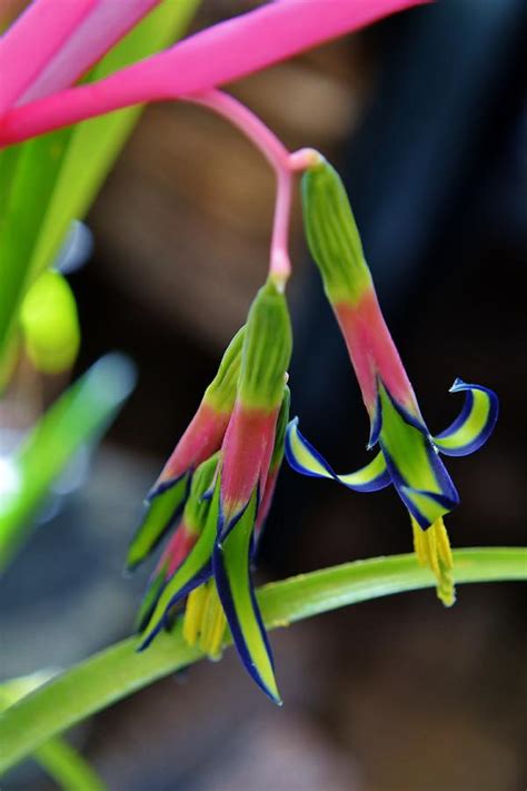 Billbergia nutans Queen's tears Photograph by Werner Lehmann - Fine Art America