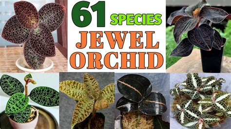 61 Jewel Orchid Species | Jewel Orchid Plant varieties with names | Plant and Planting - YouTube