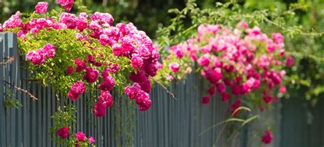 Climbing Roses that Tolerate Shade | DoItYourself.com | Climbing roses ...