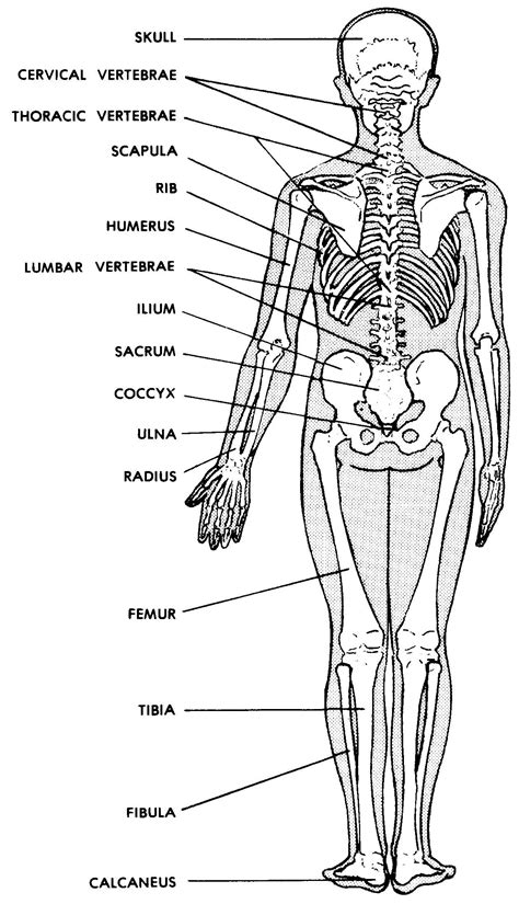 Printable Human Skeleton Diagram