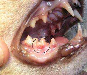 Gum disease and gingivitis in dogs | News | Dentagama