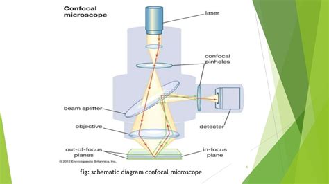 Confocal microscopy