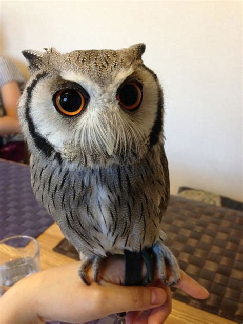 An Unusual Owl Bar Where You can Drink Coffee While Cuddling Owls