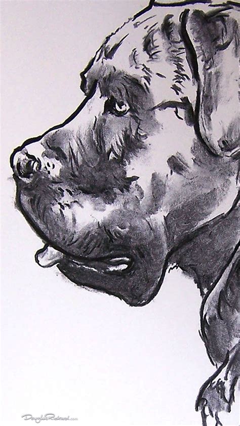 Cane Corso drawing #CaneCorso | Dog sketch easy, Cane corso, Dog sketch