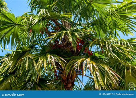 Palm Tree Plant Borassus or Palmyra Palm in a Blue Sky Stock Image - Image of botanical ...