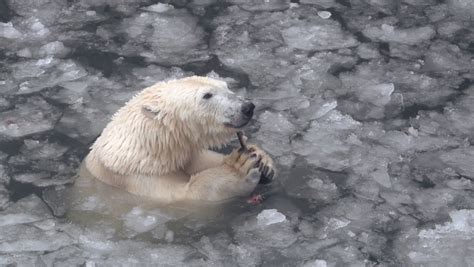 Polar bear tundra Stock Video Footage - 4K and HD Video Clips | Shutterstock