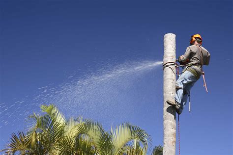 How Much Does Palm Tree Removal Cost in 2024? | Checkatrade