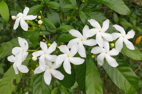 Jasmine Flower Plant