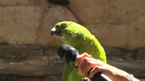 Parrot Sings Seven Songs at Disney World - YouTube