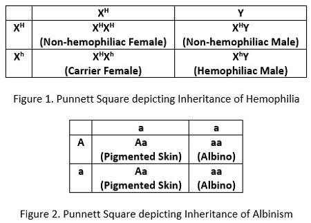 Albinism Punnett Square