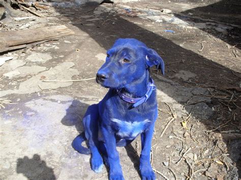 Blue Dog (7 pics) - Izismile.com