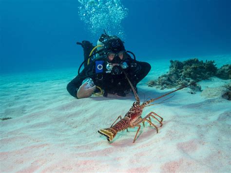 Diving / Deep diving on Corfu | OutdoorTrip - Перевод слова diving, американское и британское ...