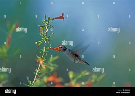 Anna's Hummingbird (Calypte anna), female, Arizona, USA Stock Photo - Alamy