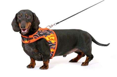 Hug-A-Dog Harness® In Fabric & Mesh, Our Popular Mesh-Based Harness Gets Fashionable With A ...