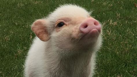 Hank the mini pig is the cutest thing you'll see today