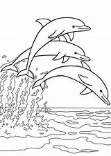 Free & Easy To Print Dolphin Coloring Pages  Tulamama sketch template