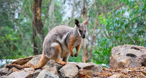 Fostering hope for wallaby species - Australian Geographic