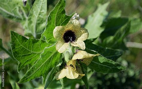 Hyoscyamus niger flower. Poisonous plant with yellow flower. Black henbane flower also known as ...