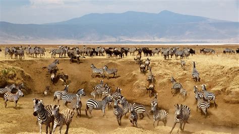 Tanzania Safari: Wildlife in the Ngorongoro Crater | Escapism Magazine