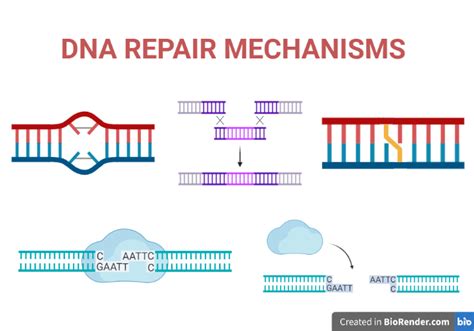 DNA Repair Mechanisms- Definition, Types, Regulations, Applications - Sciencevivid