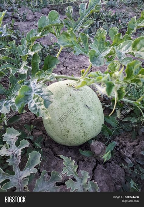 Unripe Watermelon On Image & Photo (Free Trial) | Bigstock