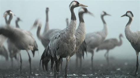 Mysterious Cranes: 6 Hidden Meanings of These Symbolic Birds