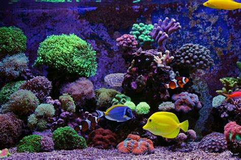 Great Water Plants for Your Saltwater Aquarium | PawTracks