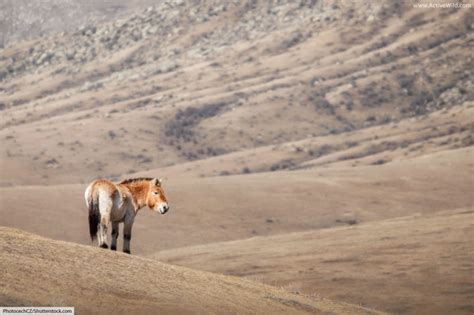 Przewalski's Horse Facts, Pictures & Information. Endangered Wild Horse