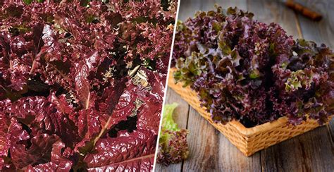 Red Leaf Lettuce: Nutrition Facts, Health Benefits, Side Effects