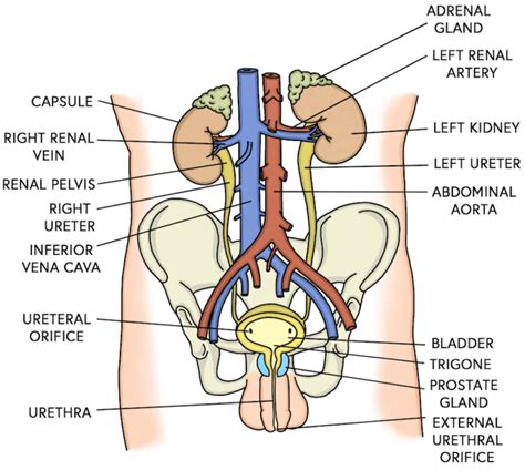 Urinary System Anatomy Chart Poster Laminated | ubicaciondepersonas ...