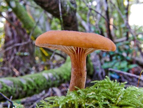 http://openwalls.com/image/11061/oregon_mushroom_3405x2578.jpg | Stuffed mushrooms, Mushroom ...