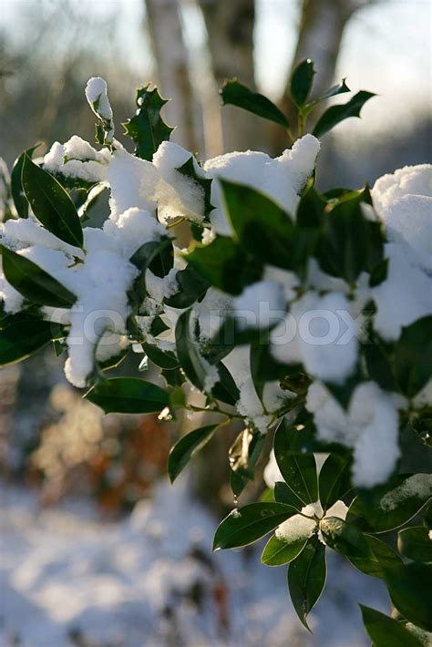 Snow-covered plants | Stock image | Colourbox