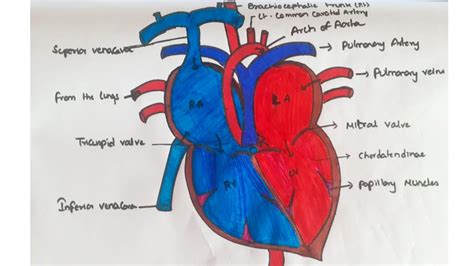 How To Make Human Heart Diagram In Easy Way