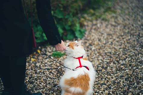 How to Harness Train A Cat In 7 Easy Steps - Tractive