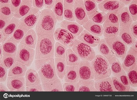 Mitosis Prophase Microscope