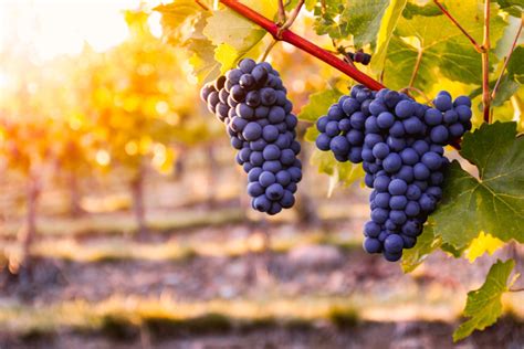 Vineyard with ripe grapes in countryside at sunset · JESHOOTS.com ...