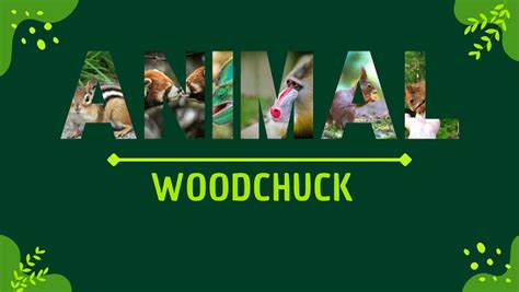 Woodchuck | Facts, Diet, Habitat & Pictures