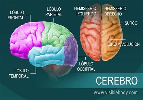 los ellos Incorrecto describe la anatomía del cerebro No esencial relajarse cuadrado