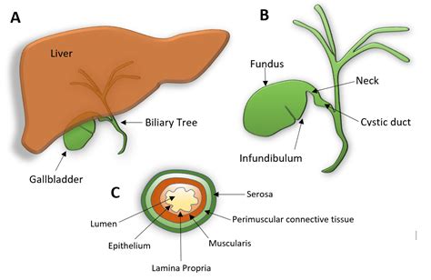 Gallbladder Infundibulum