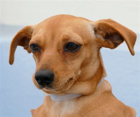 Pet of the Week: Friendly Chihuahua mix needs home – Daily Breeze