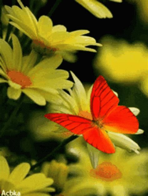 Cute Red Butterfly GIF | GIFDB.com