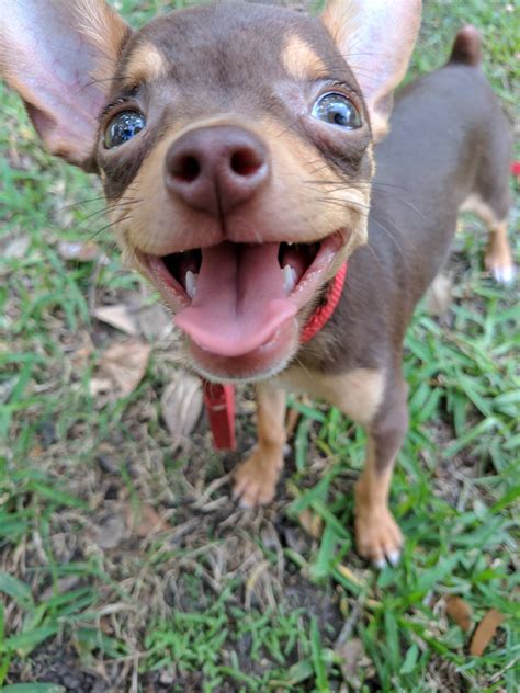 Hiiiiiii! : Chihuahua