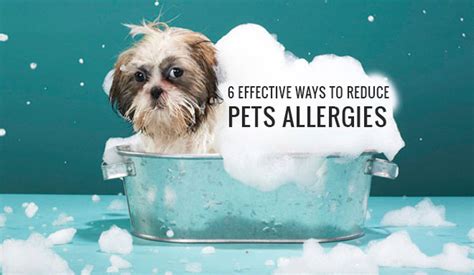 6 Effective Ways to Reduce Pets Allergies - DiscountPetCare