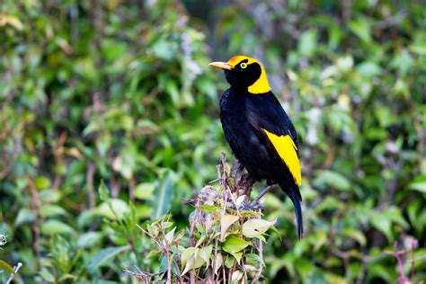 BOWERBIRDS OF SOUTH EAST QUEENSLAND