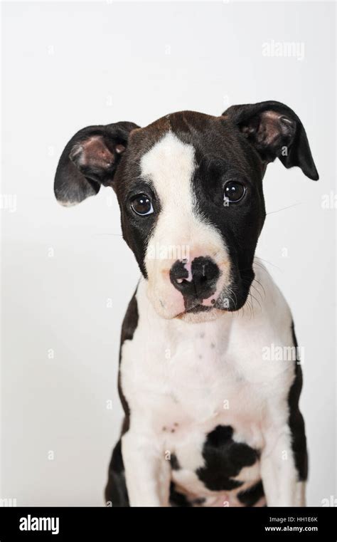 American Staffordshire Terrier, puppy, female, 8 weeks, black and white ...